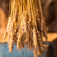 Golden wheat sheaves hanging upside-down on Saaremaa, showcasing their plump grains against a rustic and warm background, drying in an agricultural setting.