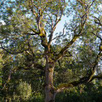 A stately tree with a robust trunk and sprawling branches stands under clear skies on Saaremaa, its leaves touched by sunlight, with an old stone wall and lush grass in the foreground.
