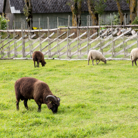 A group of sheep, including one with distinctive dark wool, grazes peacefully on the lush green grass of a fenced enclosure on Saaremaa Island, Estonia, with traditional rural buildings visible in the