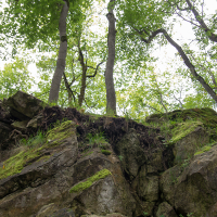 A resilient trio of trees stands tall atop a rugged rock outcrop in Saaremaa, their roots tenaciously clinging to the earth, defying gravity, while a canopy of vibrant green leaves