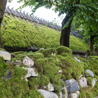 A verdant moss-covered stone wall meanders before a thatched-roof cottage on Saaremaa, nestled among leafy green trees, evoking a serene, lush countryside ambiance.