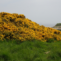 A vibrant yellow gorse bush in full bloom, contrasting with the lush green grass, beside a calm body of water in the Scottish Highlands, with a hazy blue sky in the background.