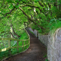 A serene nature trail in Scotland, shaded by vibrant green foliage, featuring a wooden fence and a stone wall, inviting a peaceful walk through the lush environment.