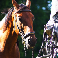 A brown horse with a black mane stands next to a tree post covered in horse tack, including bridles and reins, as if ready for Semigallian Days. The horse is wearing a bridle and looking directly at the camera. The lush greenery in the background and bright, sunny lighting set the scene perfectly for the festival.