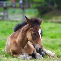 A young brown foal with a white star shape on its forehead rests on a lush green field during the Semigallian Days of 2009. The foal's eyes are closed, peacefully lying down. In the blurred background, there is a wooden bridge with a person standing on it and green trees surrounding the area.