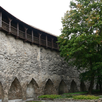 A tree in front of a stone wall in Tallinn.