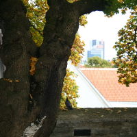A large tree in Tallinn.