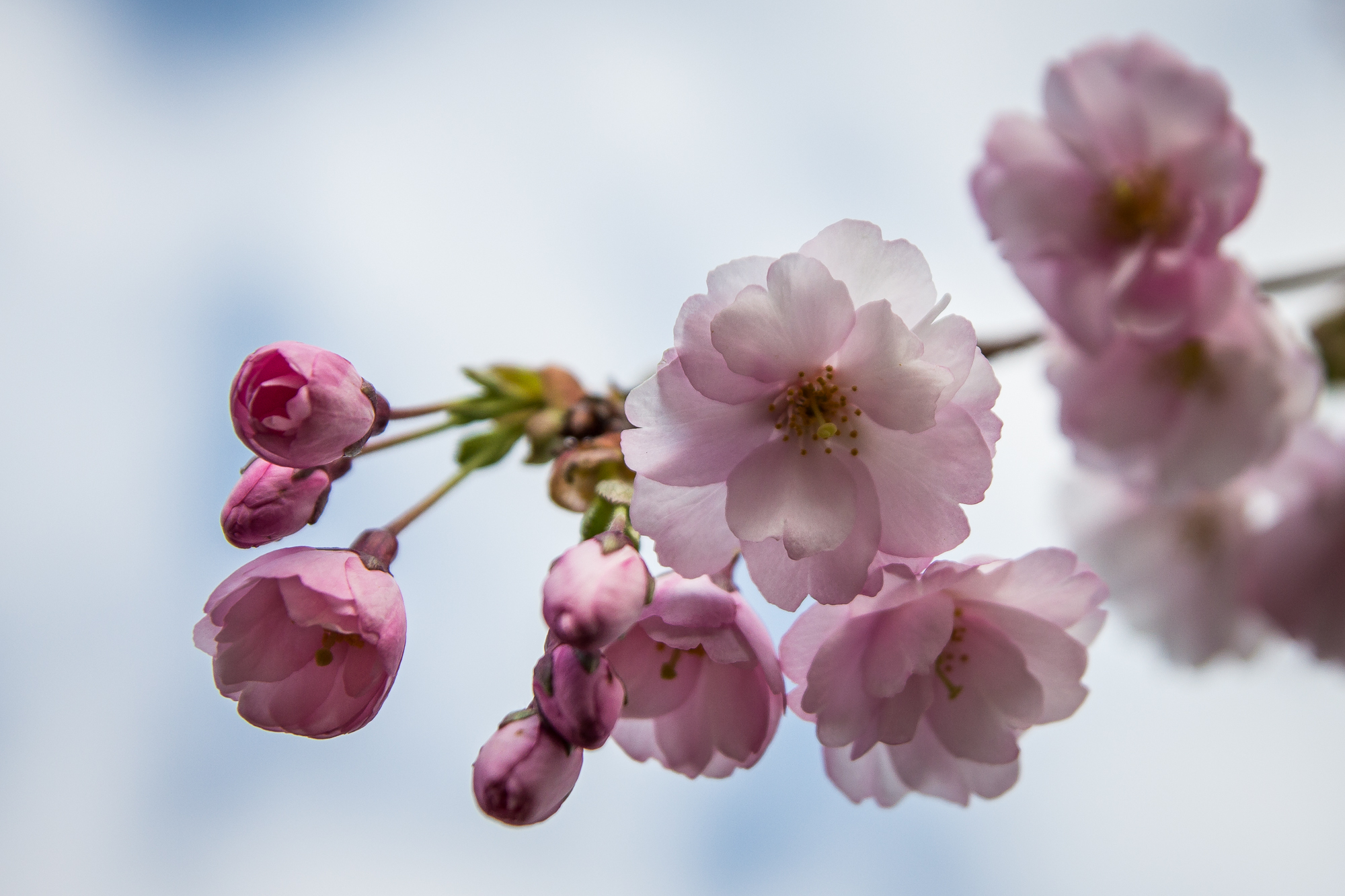 Cherry Blossoms Via @Atisgailis