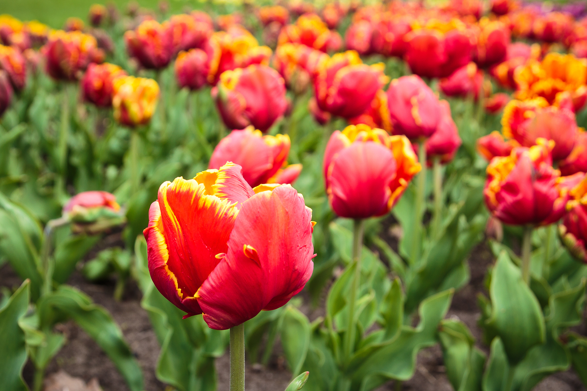 Field Of Tulips Via @Atisgailis