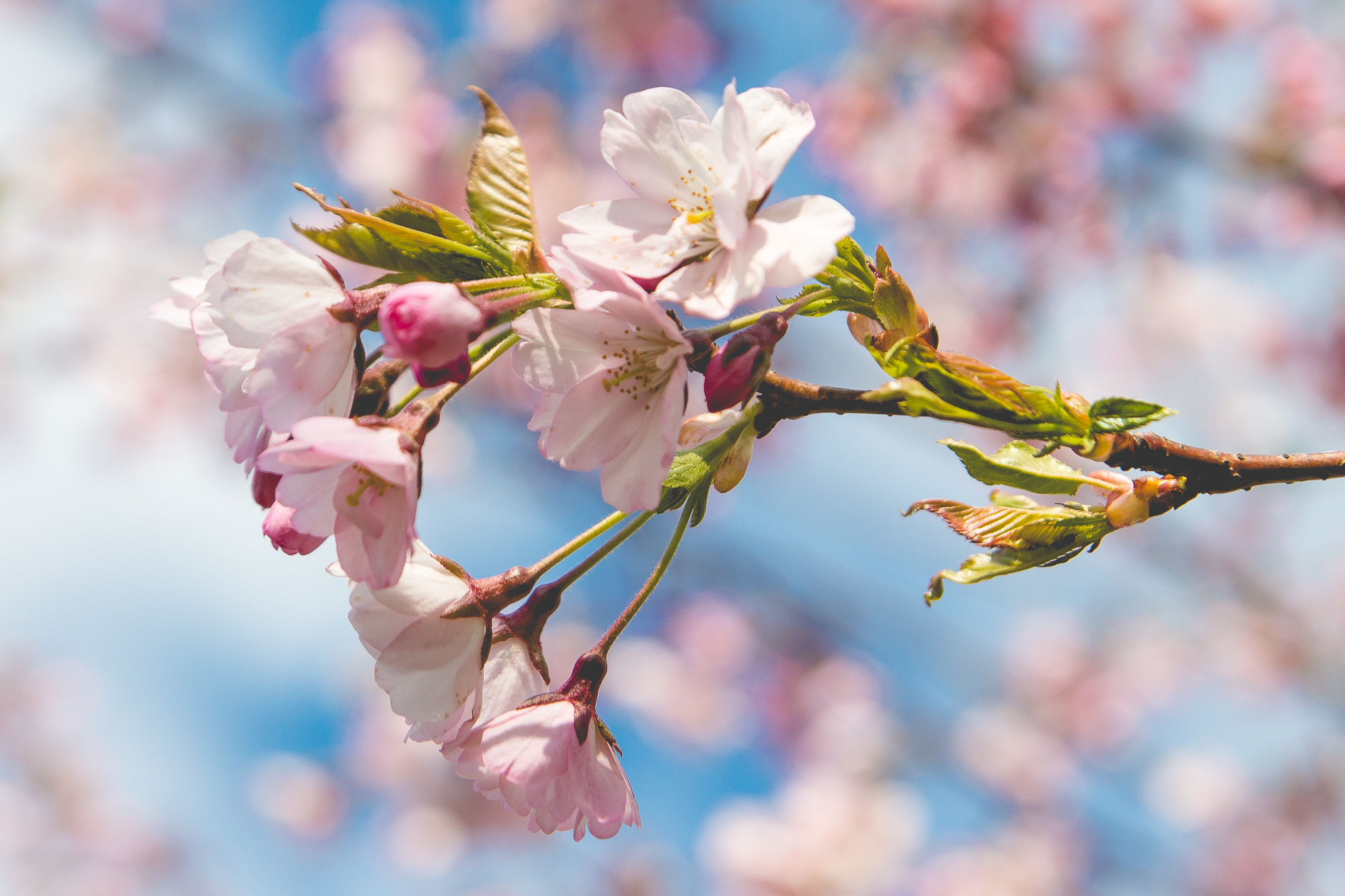Flourished Cherry Blossom Via @Atisgailis