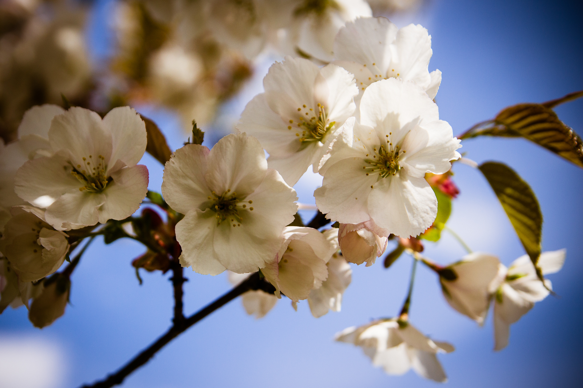 White Cherry Blossoms Via @Atisgailis