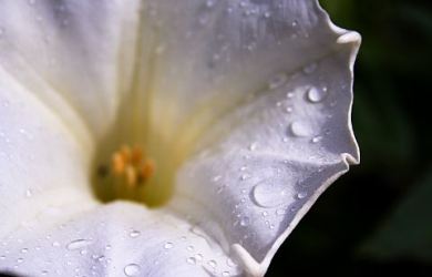 A White Angels' Trumpet Flower With Water Droplets On It.