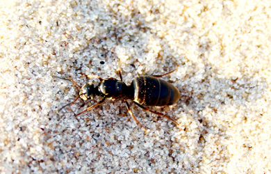 Ant In Sand