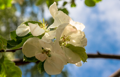 Apple-Tree Blossoms