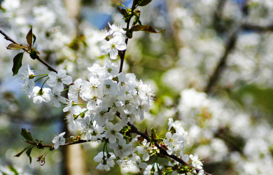 A Close Up Of White Apple-Tree Blossoms.