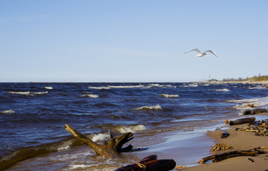 A Seagull Soaring Ashore.
