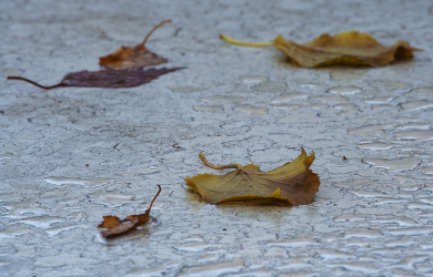 Autumn Leaves In Rain