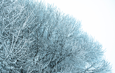 Branches With Frost