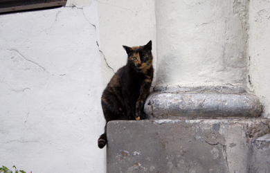 A Cat Is Perched On The Ledge Of A Building.