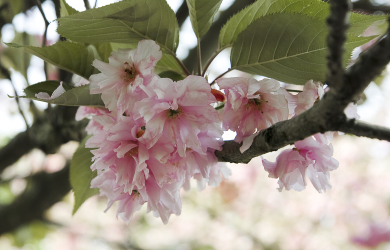 Pink Cherry Blossoms On A Tree Branch.