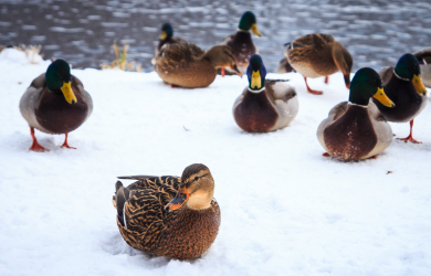 Ducks On Snow