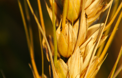 A Close Up Of A Wheat Ear.