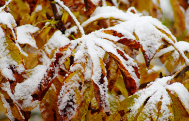 First Snow Covers Leaves On A Branch.
