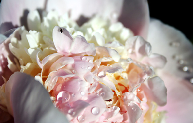 A Close Up Of A Pink And White Peony With Water Droplets, Attracting A Fly.