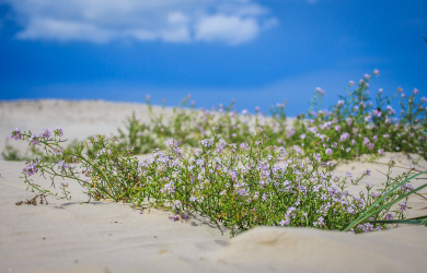Flowers In Dunes