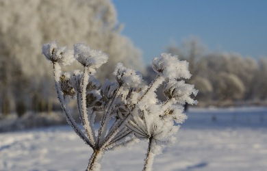 A Frost-Covered Plant In A Snowy Field.