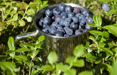 Bilberries In A Metal Bucket Surrounded By Trees.