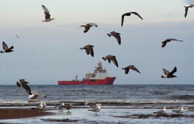 A Flock Of Seagulls Soaring Above A Ship In The North Sea.