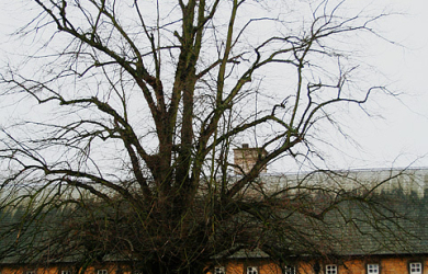 An Old Tree In Front Of A Building.