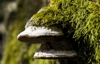 Polypore Growing On A Tree Trunk.