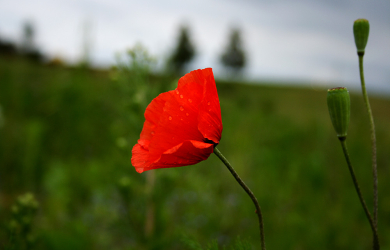 A Poppy In A Field.