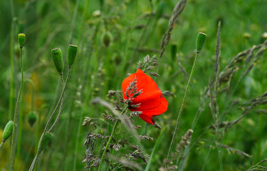 A Red Poppy In A Field Of Tall Grass.