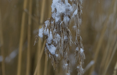 A Close Up Of Snow Covered Reeds.