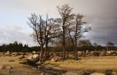 A Sandy Beach With Rocks, Trees, And A Rivulet.