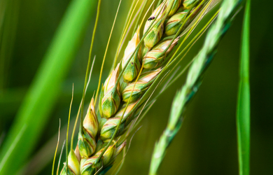 Rye ear