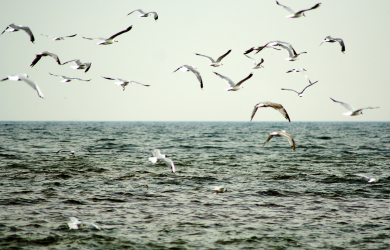 Seagulls Soaring Above The Sea.