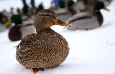 A Group Of Ducks With A Smile In The Snow.