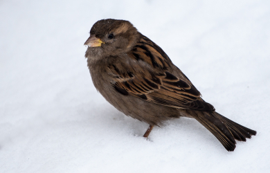 Sparrow In Snow