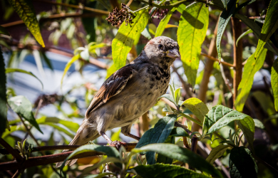 Sparrow In Tree