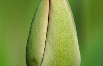 A Close Up Of A Spring Tulip Bud.