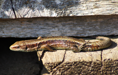 A Sunbathing Lizard Perched On A Piece Of Wood.