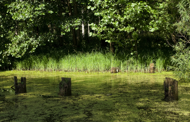 Swamp