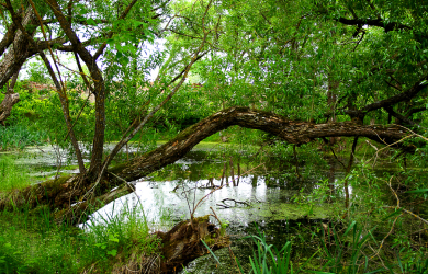 A Swamp With A Tree.