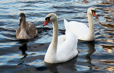 Three Swans Gracefully Swimming.