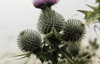 A Thistle Near Water.