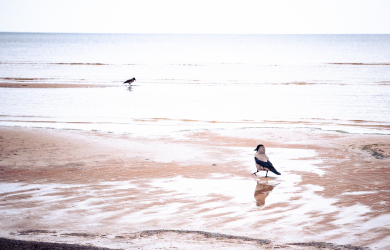 Two crows in the sea